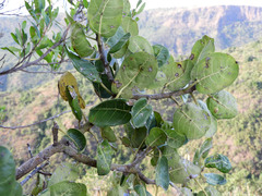 Ficus ingens