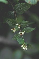 Calea ternifolia