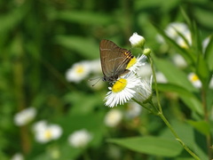 Satyrium w-album