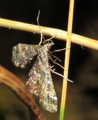 Diasemiopsis ramburialis