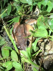 Leptodactylus didymus