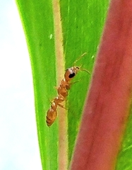 Pseudomyrmex