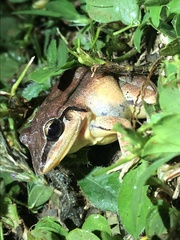 Leptodactylus didymus