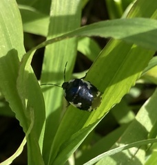 Tritomegas bicolor