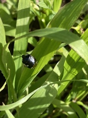 Tritomegas bicolor