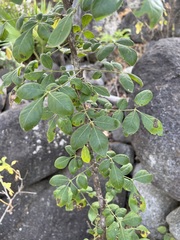 Zanthoxylum arborescens
