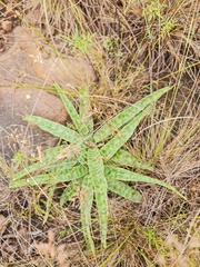 Ledebouria luteola