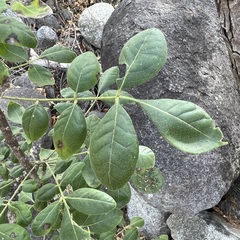 Zanthoxylum arborescens
