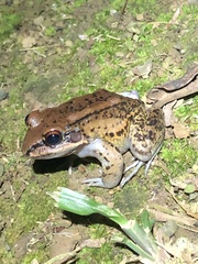Leptodactylus rhodonotus