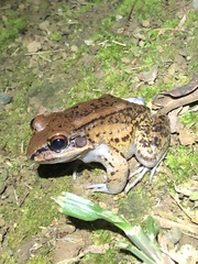 Leptodactylus rhodonotus