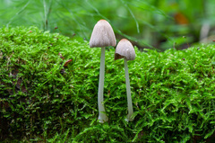 Coprinopsis
