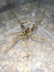 Phoneutria boliviensis