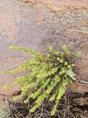 Cliffortia polygonifolia