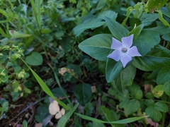 Vinca difformis