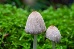 Coprinopsis