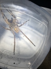 Phoneutria boliviensis