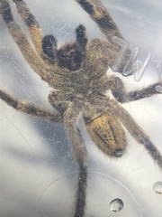 Phoneutria boliviensis