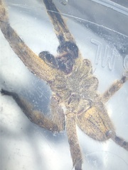 Phoneutria boliviensis