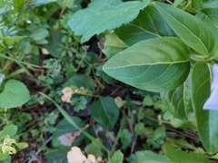 Vinca difformis