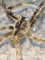 Phoneutria boliviensis