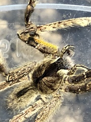 Phoneutria boliviensis