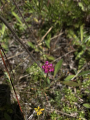Armeria curvifolia
