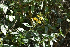 Electranthera mutica