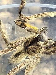 Phoneutria boliviensis