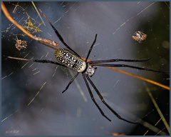 Trichonephila fenestrata