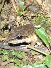 Pristimantis fenestratus