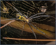 Trichonephila fenestrata