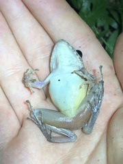 Pristimantis fenestratus