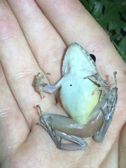 Pristimantis fenestratus