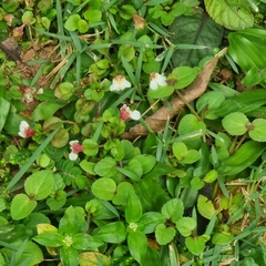 Torenia polygonoides