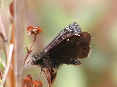 Erynnis juvenalis