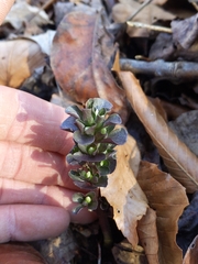 Obolaria virginica