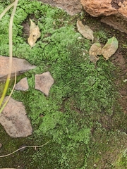 Racopilum cuspidigerum