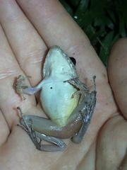 Pristimantis fenestratus