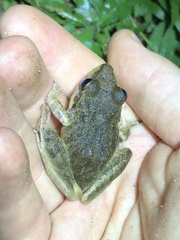 Pristimantis fenestratus