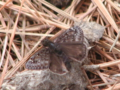 Erynnis juvenalis