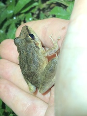 Pristimantis fenestratus