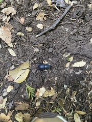 Apterodorcus bacchus