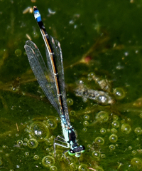Ischnura damula