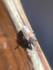 Oxycarenus hyalinipennis