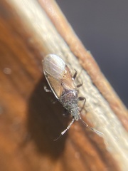 Oxycarenus hyalinipennis