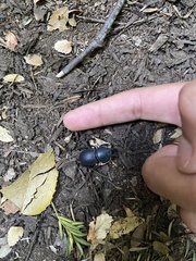 Apterodorcus bacchus