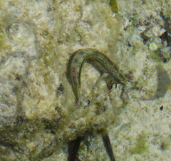 Blenniidae