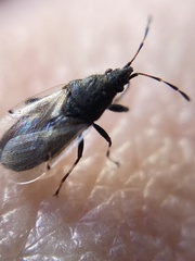 Oxycarenus hyalinipennis