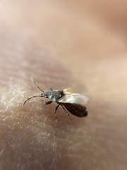 Oxycarenus hyalinipennis