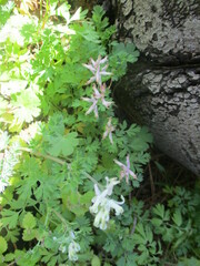 Fumaria macrocarpa